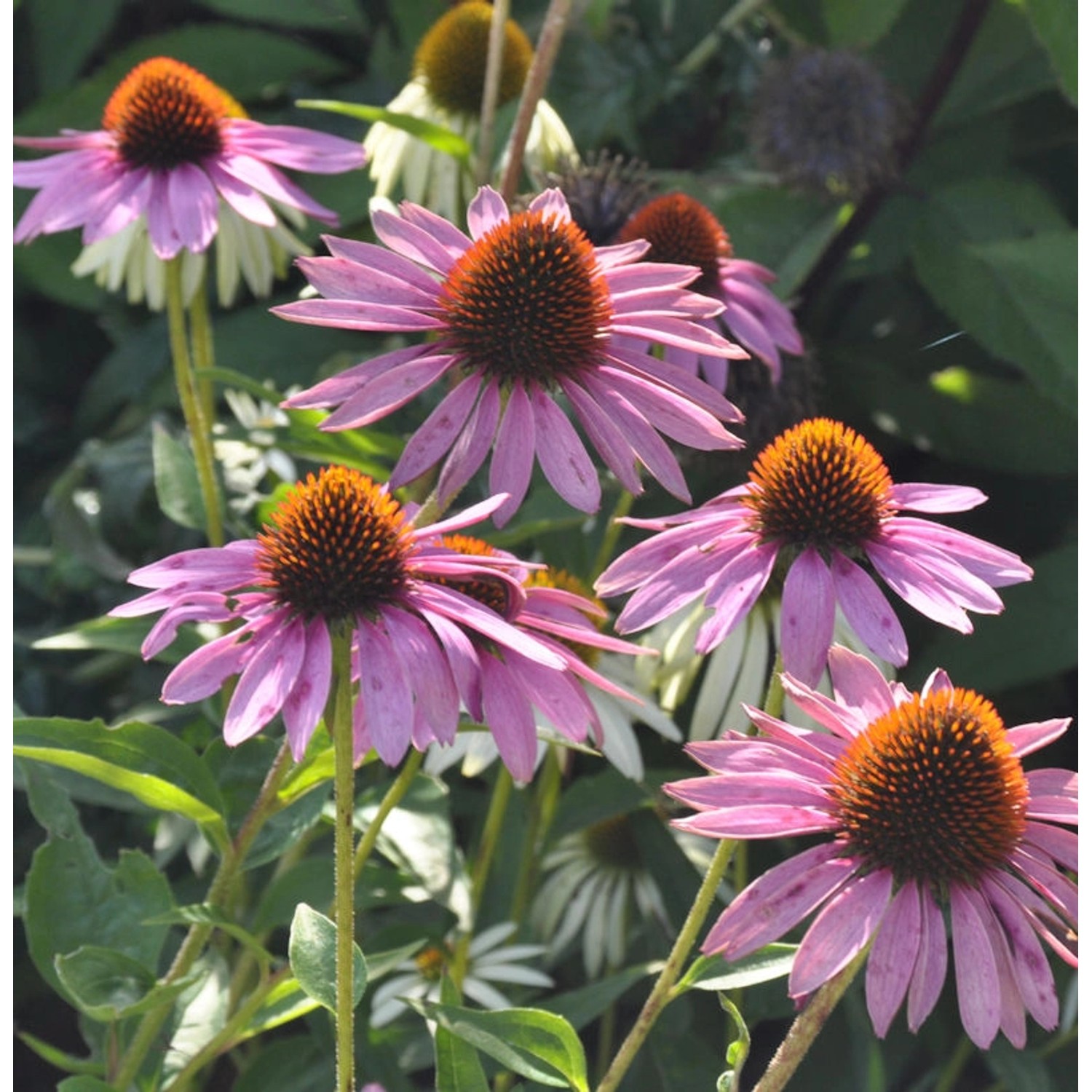 Sonnenhut Baby Swan Pink - Echinacea purpurea günstig online kaufen