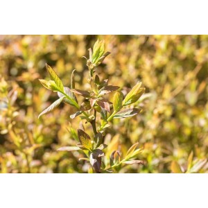 Junge Heidelbeere 'Elisabeth' mit grünen und rötlichen Blättern im Beet.