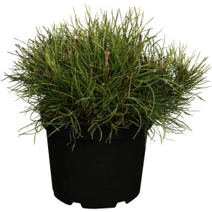 Kompakte Kriech-Kiefer (Pinus mugo) im Topf, ca. 10-20 cm hoch. Ideal als Kübelpflanze oder zur Grabbepflanzung.