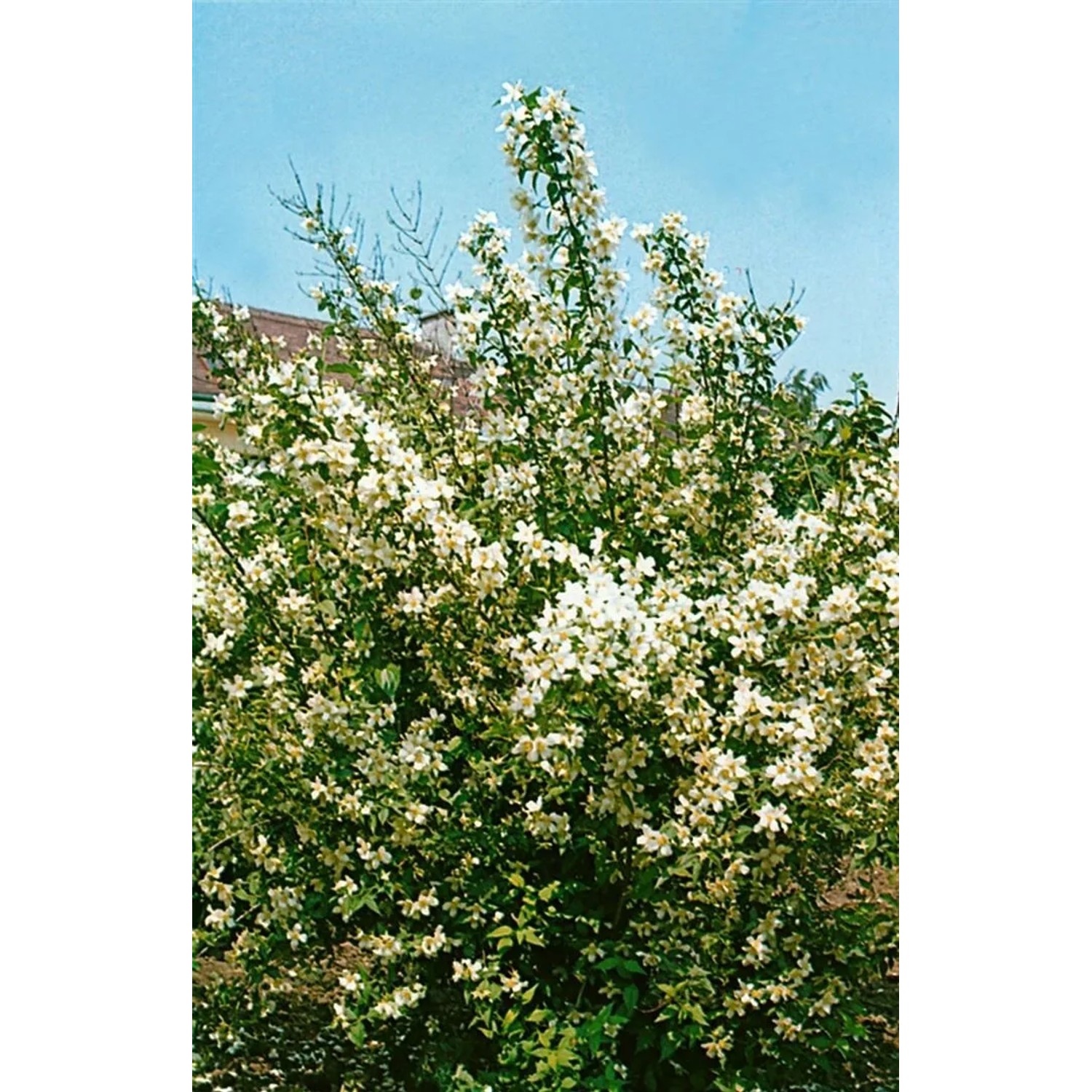 Blühender Pfeifenstrauch 'Erectus' mit weißen Blüten, 60-80 cm hoch.