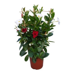 Dipladenie Twin im Topf, ca. 60cm hoch, mit roten und weißen Blüten.