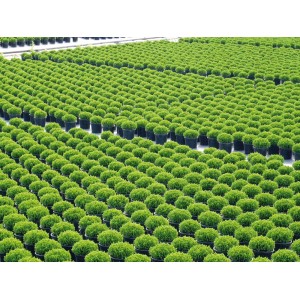 Viele dunkelgrüne Helix Strauchveronika Green Globe Pflanzen in Töpfen. Hebe x andersonii.