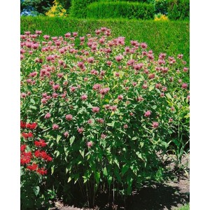 Rosa Monarda Fistulosa 'Croftway Pink' (Wilde Bergamotte) im Gartenbeet, ca. 11x11 cm Topf.