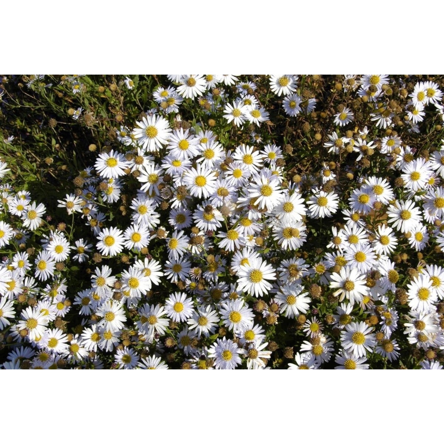 Nahaufnahme der blühenden Japanischen Aster Kalimeris Madiva im 9x9 cm Topf.