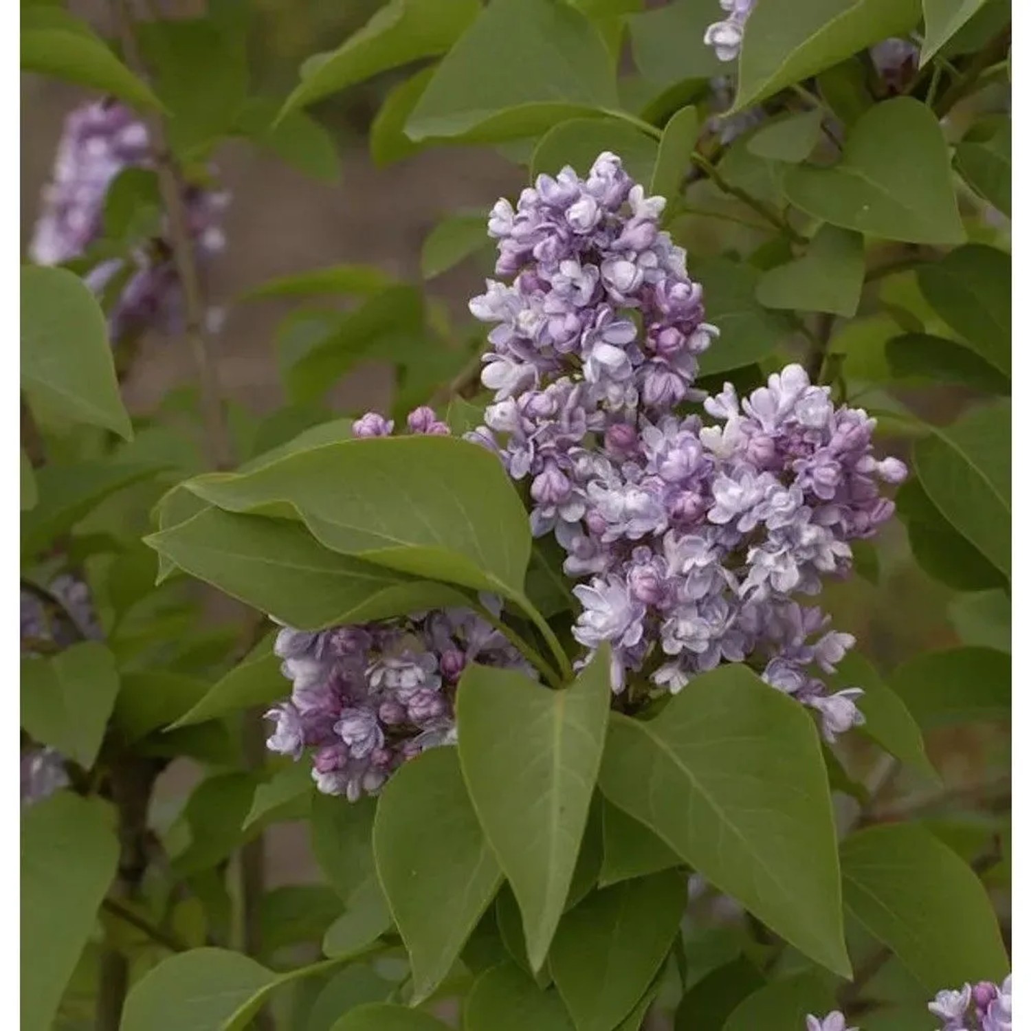 Edelflieder Katharine Havemeyer 60-80cm - Syringa vulgaris