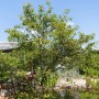 Kupfer-Felsenbirne (Amelanchier Lamarckii), 125-150 cm, mit grünen Blättern im Garten.