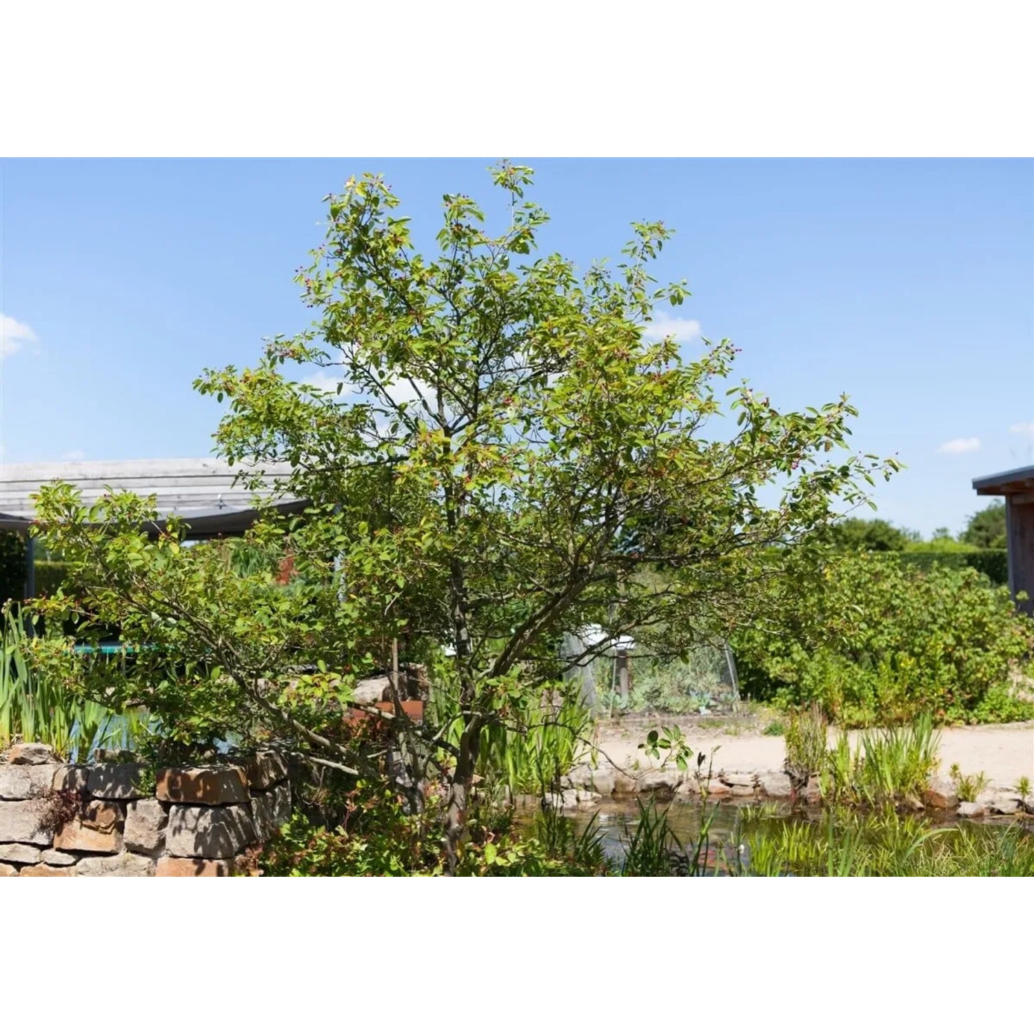 Kupfer-Felsenbirne (Amelanchier Lamarckii), 125-150 cm, mit grünen Blättern im Garten.