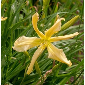 Gelbe Taglilie 'Paul Weber' (Hemerocallis) im Detail. Schöne Staude für den Garten.