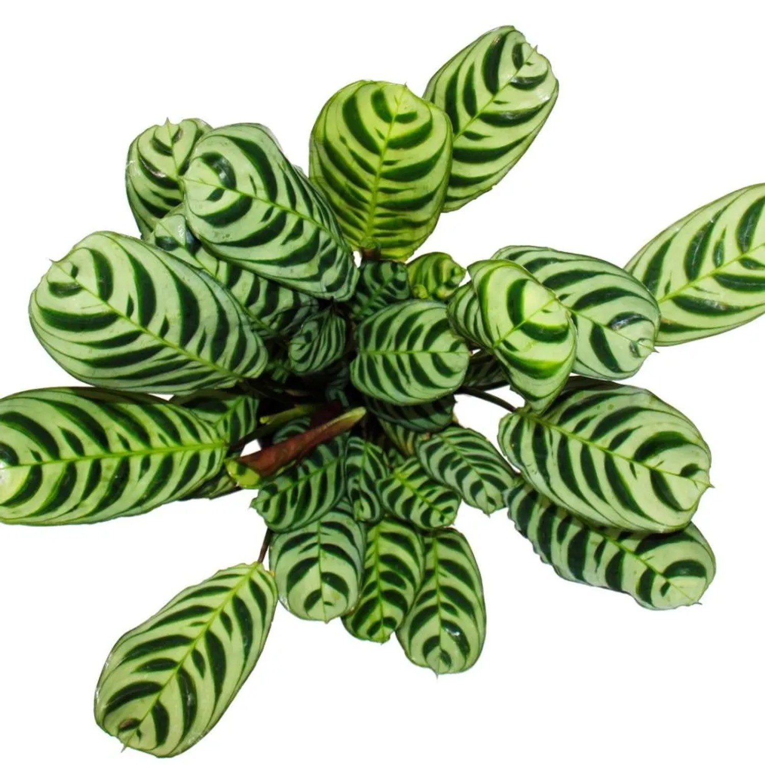 Exotenherz Ctenanthe, Halbschatten, luftreinigend, 14 cm Topf, 40 cm hoch  kaufen bei OBI