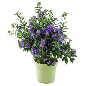 Blühender Enzianstrauch (Solanum rantonetti) im Topf mit blau-violetten Blüten.