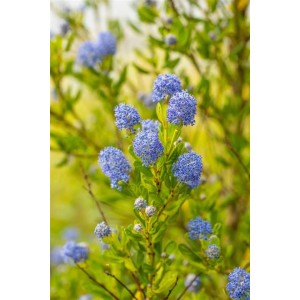 Blühender Kalifornischer Flieder 'Victoria' mit leuchtend blauen Blütenständen im Detail.