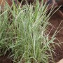 Phalaris Arundinacea Rohrglanzgras im 9x9 cm Topf, grüne Blätter mit weißen Streifen.