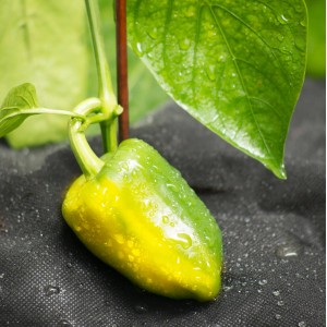 Grüne Paprika auf Windhager Mulchvlies, das Unkrautwachstum vermindert.