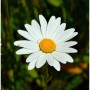 Gartenmargerite Alaska - Leucanthemum superbum