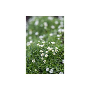 Exotenherz Sternmoos Bodendecker, 40 Pflanzen im 9cm Topf, ideal für Steingärten.