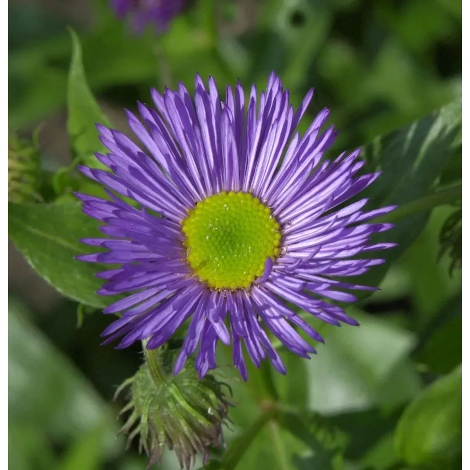 Feinstrahlaster Dunkelste Aller - Erigeron Hybrid