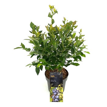 30+ Heidelbeeren Pflanzen Kaufen Obi, Im umfangreichen obi sortiment