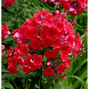 Leuchtend rote Hohe Flammenblume 'Red Riding Hood' (Phlox paniculata) im Garten.