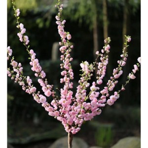 Hochstamm Mandelbäumchen 40-60cm - Prunus triloba