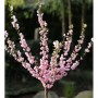 Hochstamm Mandelbäumchen Prunus triloba mit rosa Blüten, ca. 40-60cm hoch.