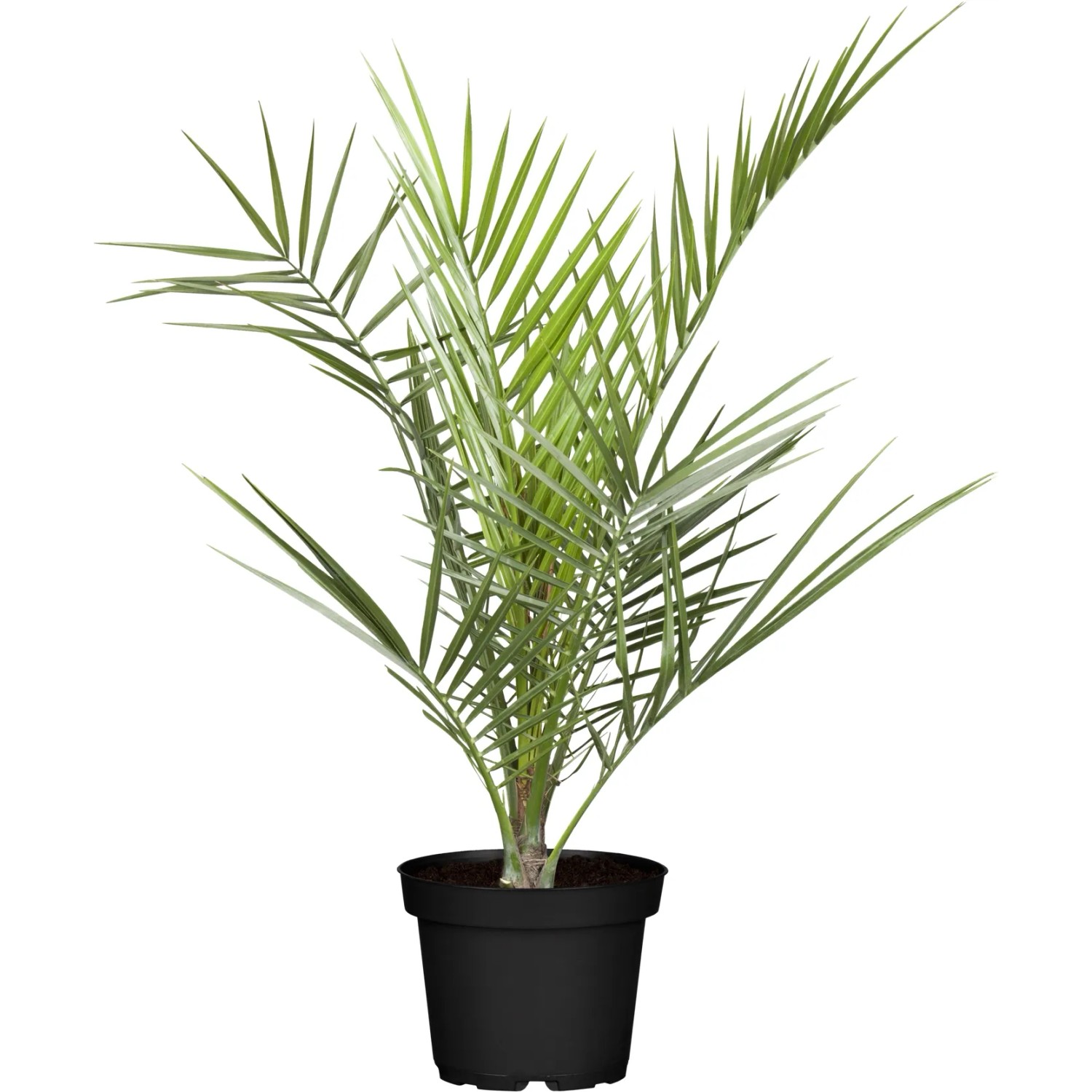 Kanarische Dattelpalme (Phoenix canariensis) im Topf, ca. 160 cm hoch.
