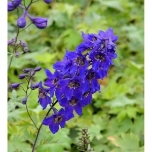 Blühender Rittersporn Black Knight (Delphinium pacific) im Garten.