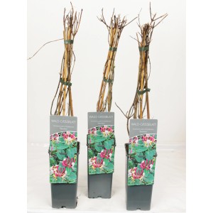 Drei Wald-Geißschlingen Serotina im Topf, gelb-rote Blüten auf dem Etikett.