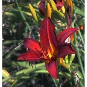 Blüte der Taglilie 'Rajah' (Hemerocallis) in Rot- und Gelbtönen.