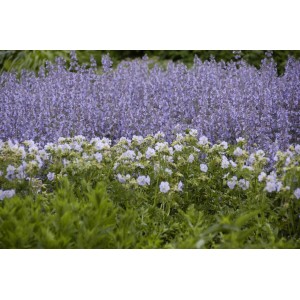 Blühender Steppensalbei 'Tänzerin' im Beet, violette Blüten.