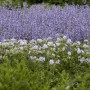 Blühender Steppensalbei 'Tänzerin' im Beet, violette Blüten.
