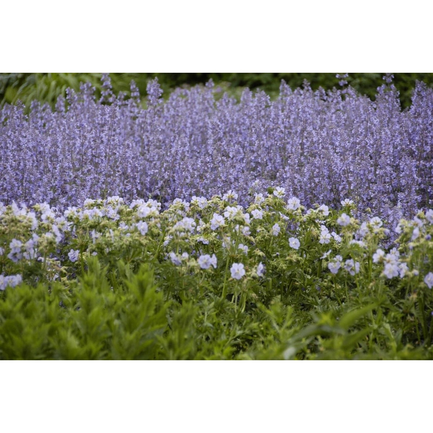 Salvia Nemorosa Tänzerin Steppensalbei Ca. 9x9 cm Topf günstig online kaufen