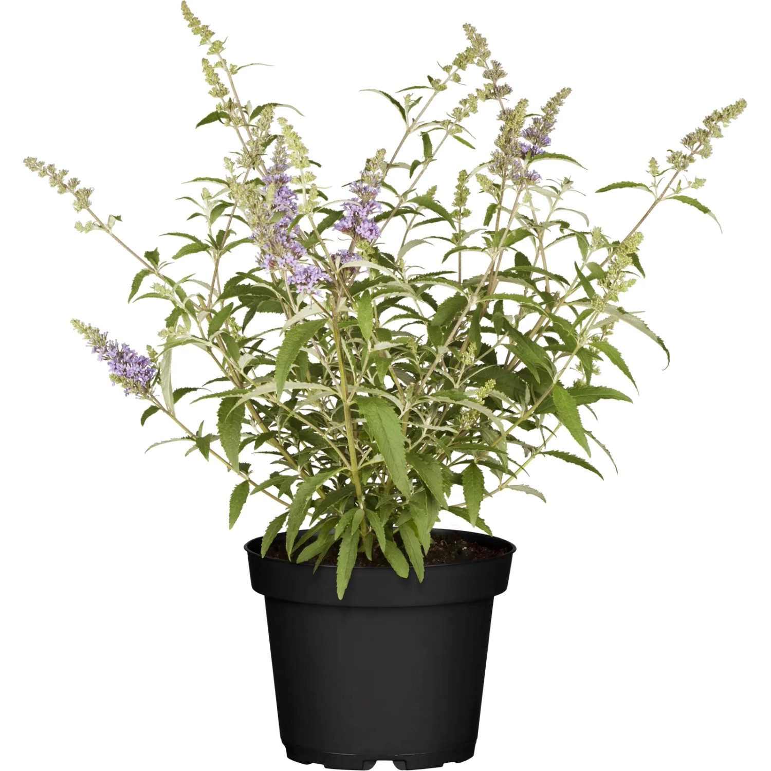 Zwerg-Sommerflieder "Buzz" Höhe ca. 20 - 30 cm Topf ca. 4 l Buddleja