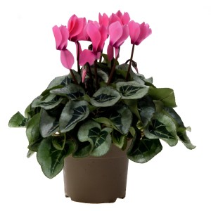 Rosa Alpenveilchen "Midi" im Topf (ca. 10,5 cm Ø) mit dekorativen Blättern.