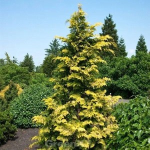 Gelbgrüne Hinoki Scheinzypresse Crippsii im Garten. Aufrechter Wuchs, auffälliges gelbes Nadelkleid. Zierstrauch.
