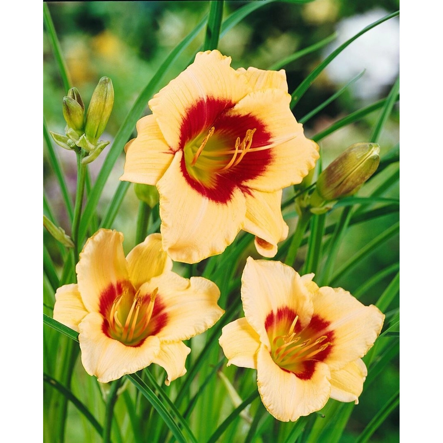 Hemerocallis X Cult. Pandora's Box Taglilie Ca. 11x11 cm Topf günstig online kaufen