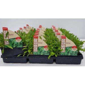 Schale mit Rucola Drachenzunge (Diplotaxis tenuifolia) mit pfeffrigem Aroma.