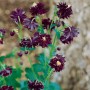 Dunkelviolette Akelei 'Black Barlow' im 9x9 cm Topf, eine elegante Staude für Beet und Garten.