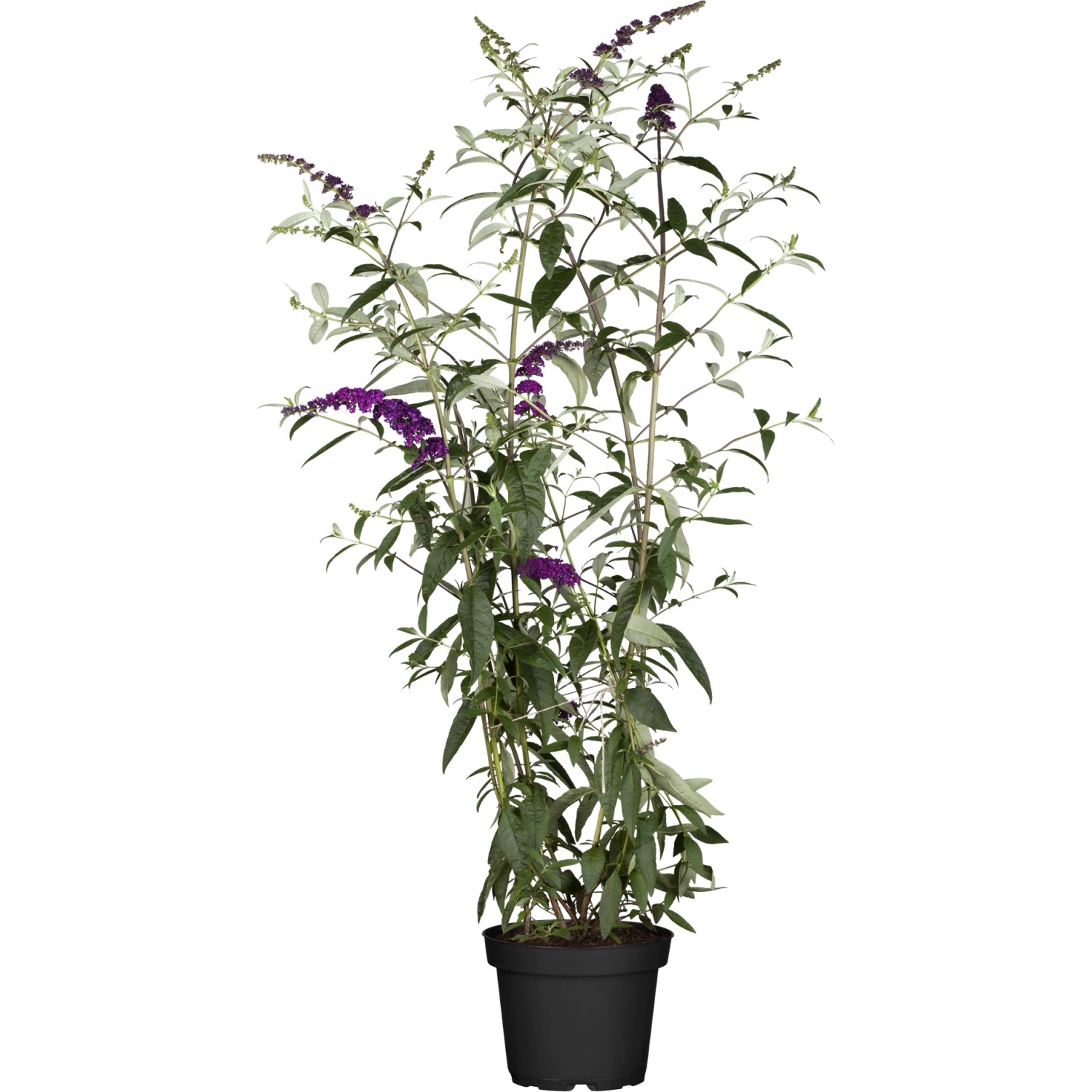 OBI Sommerflieder Besonderheiten Höhe ca. 40 - 50 cm Topf ca. 9 l