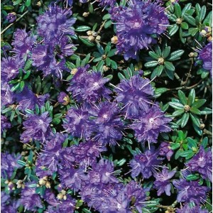 Nahaufnahme des Zwerg-Rhododendron Azurika mit violetten Blüten und grünen Blättern.