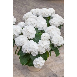 Strahlend weiße Bauernhortensie 'Schneeball' (Hydrangea macrophylla) im Topf, ca. 30-40 cm hoch.