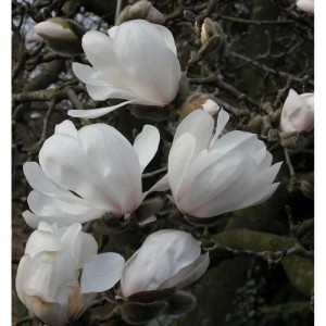 Nahaufnahme der weißen Blüten der Sternmagnolie (Magnolia loebneri Merrill).