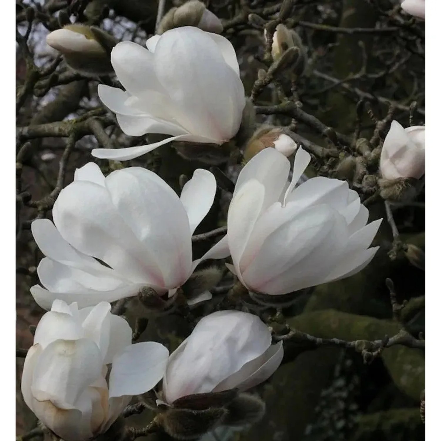 Sternmagnolie Merrill 60-80cm - Magnolia,oebneri