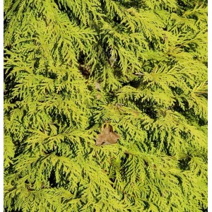 Nahaufnahme des Lebensbaum King of Brabant (Thuja occidentalis), 100-125cm, goldgelbes Nadelkleid.
