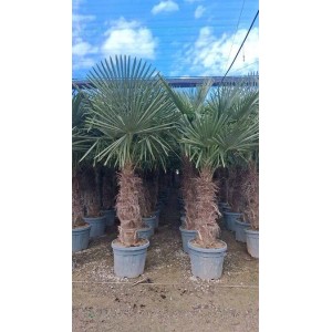 Sunny-Tree Trachycarpus Fortunei Chinesische Fächerpalme 180 bis 200 cm Stammhöhe 50 bis 60 cm Winterhart bis -18°C