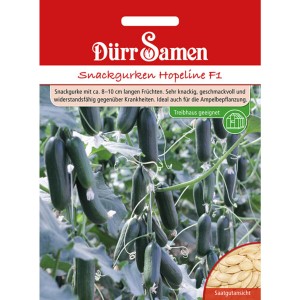 Dürr Samen Snackgurken Hopeline F1: Bild zeigt wachsende, grüne Snackgurken an der Pflanze.