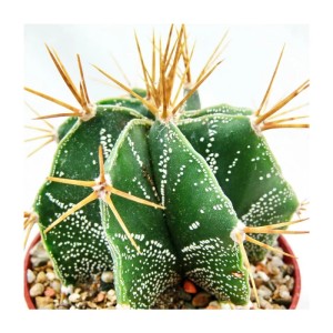 Astrophytum Ornatum (Bischofsmütze) im Topf, grüne Kaktee mit weißen Punkten und gelben Dornen.