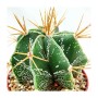 Astrophytum Ornatum (Bischofsmütze) im Topf, grüne Kaktee mit weißen Punkten und gelben Dornen.