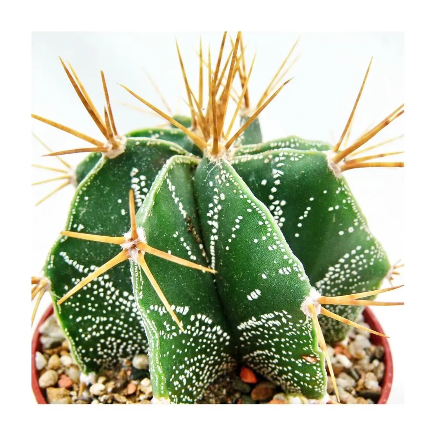 Astrophytum Ornatum (Bischofsmütze) im Topf, grüne Kaktee mit weißen Punkten und gelben Dornen.