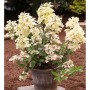 Rispenhortensie Wims Red 30-40cm - Hydrangea paniculata