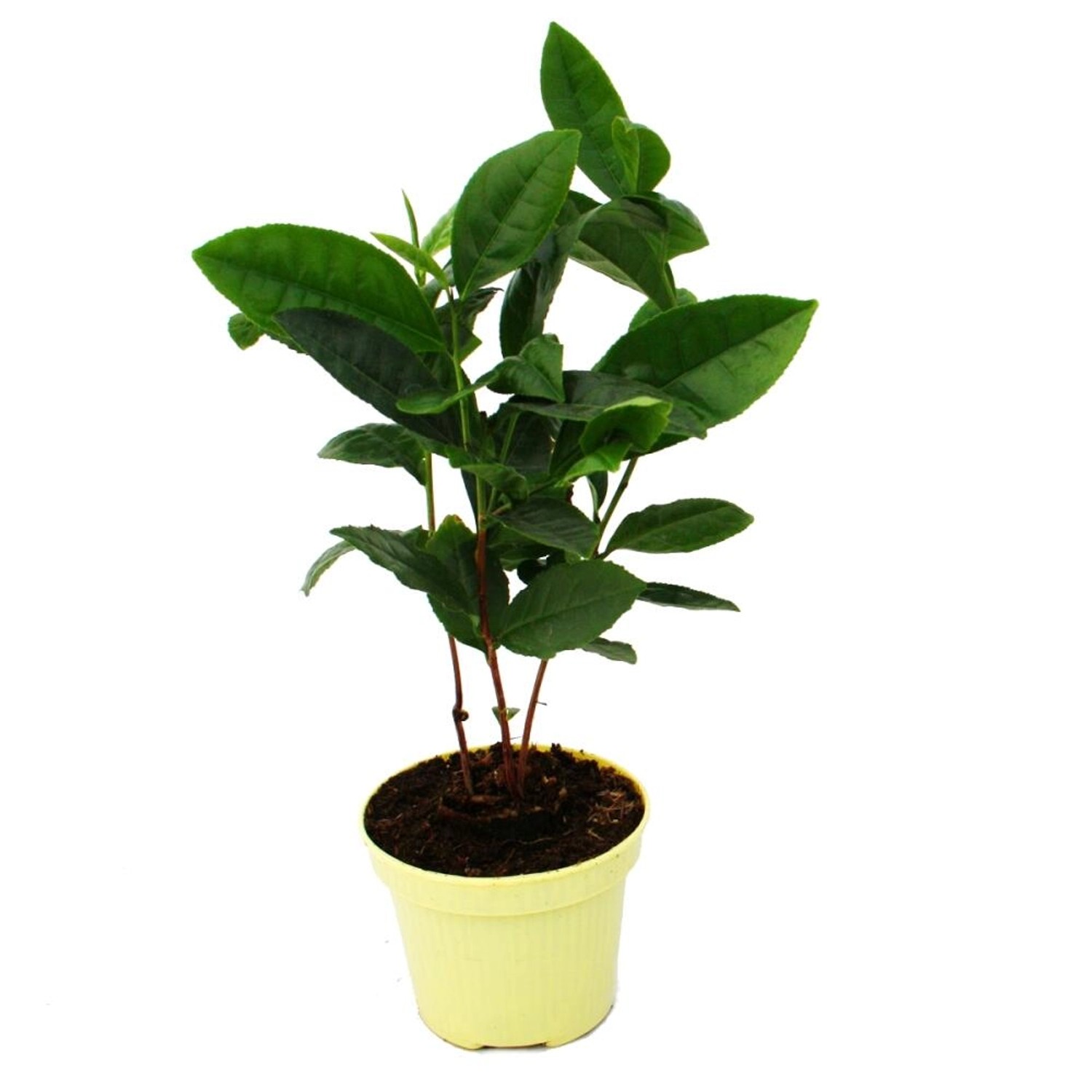 Exotenherz Echte Tee-Pflanze Camelia sinensis